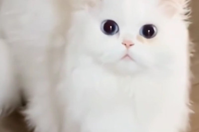 Adorable Cat Moments That Will Melt Your Heart!