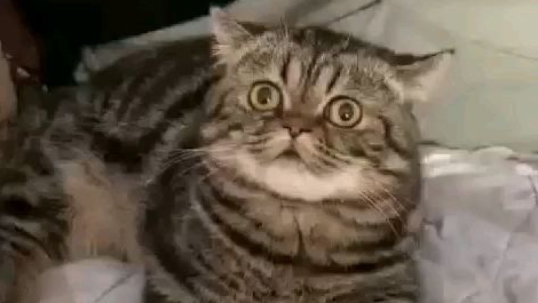 Cat Head Massage: The Feline Spa Experience You Didn't Know You Needed!