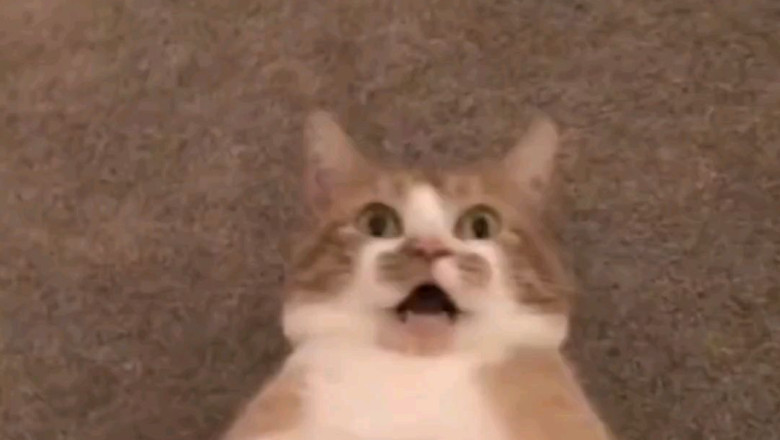 Cats vs. Everyday Objects: The Ultimate Comedy Show!