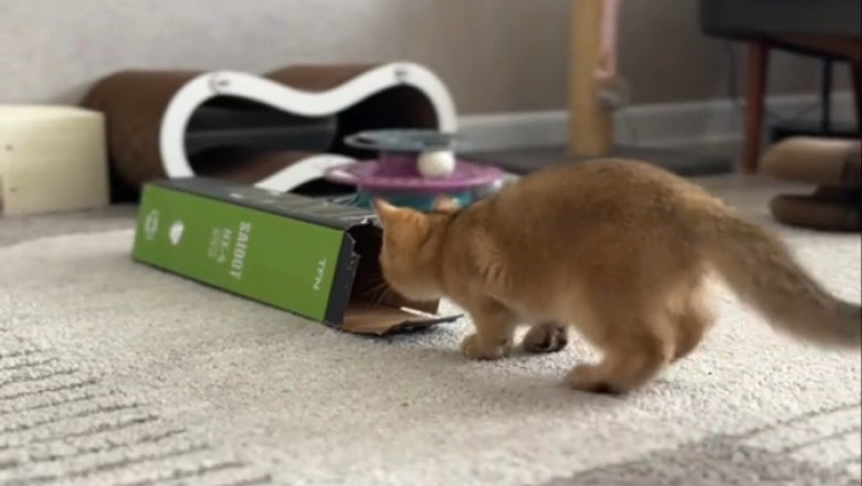 Caught on Camera: Cat Attempts to Conquer the Great Corridor Adventure!