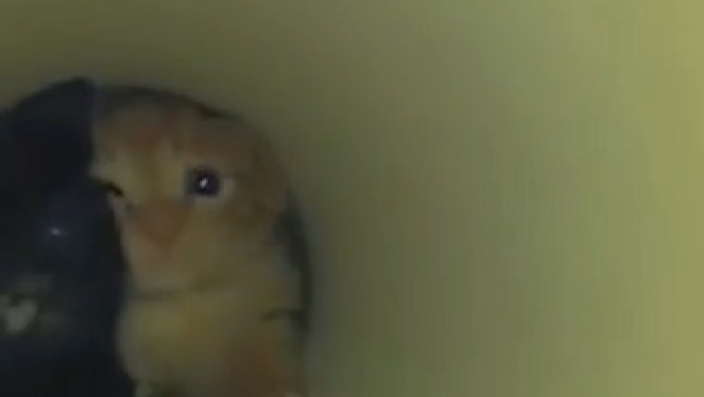 Cuteness Overload: Two Kittens Stuck in a Tube!