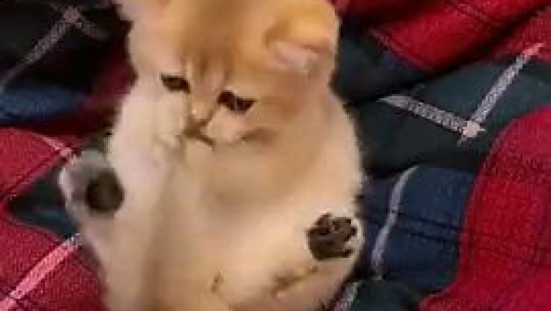 Kitten vs. Tail: The Ultimate Playtime Showdown!
