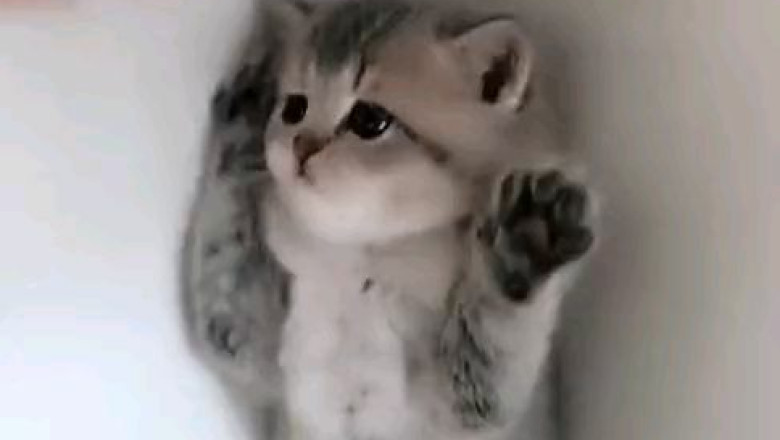 Kittens Gone Wild: Epic Playtime Fails and Adorable Antics!