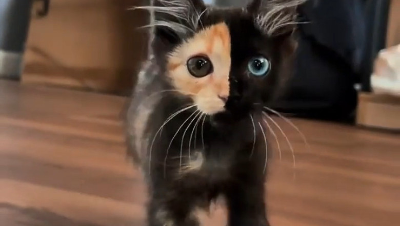 Meet the Internet's Cutest Celebrity: A Kitten with Stunning Split Coloring!