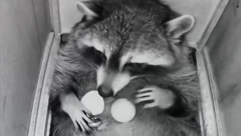 Sneaky Snacker: Raccoon Caught Red-Pawed Under the Security Camera!