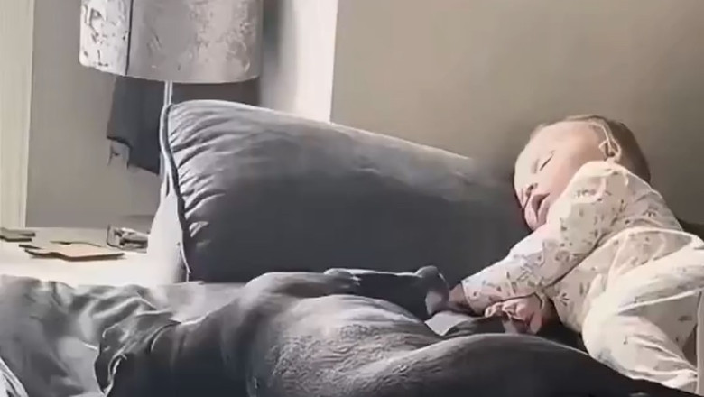 Heartwarming Moments: Dogs Guarding Sleeping Kids