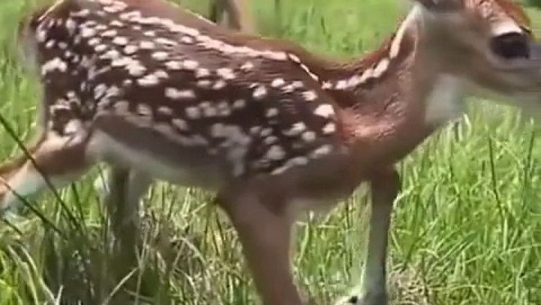 Release 90: Hilarious Animal Moments You Can't Miss!