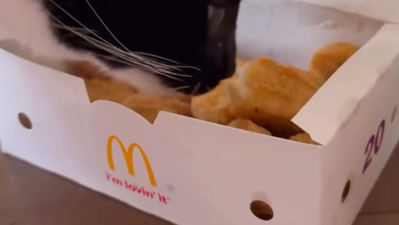 When Cats Order from McDonald's: Feline Fast Food Frenzy!