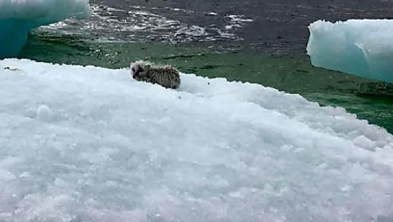 Fishermen risk everything to save a fox stranded on a floating mushroom iceberg